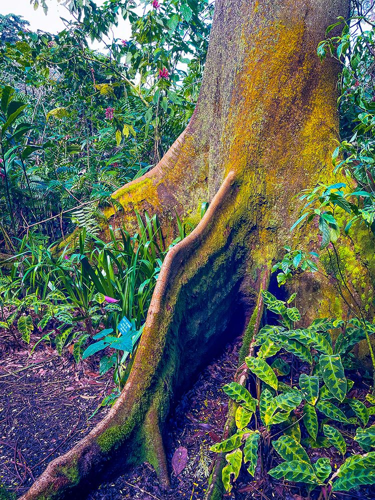 Walking Tree art print by Melissa Nebula for $57.95 CAD