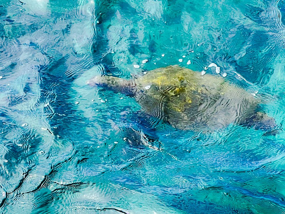 Peeking Turtle art print by Melissa Nebula for $57.95 CAD
