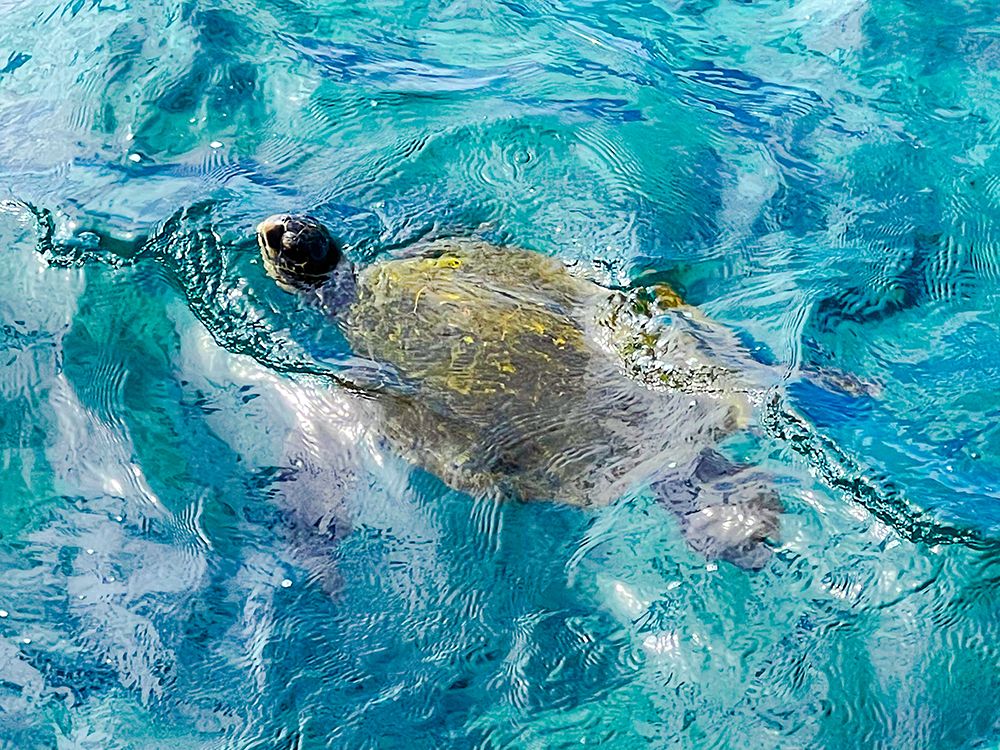 Peeking Turtle 2 art print by Melissa Nebula for $57.95 CAD