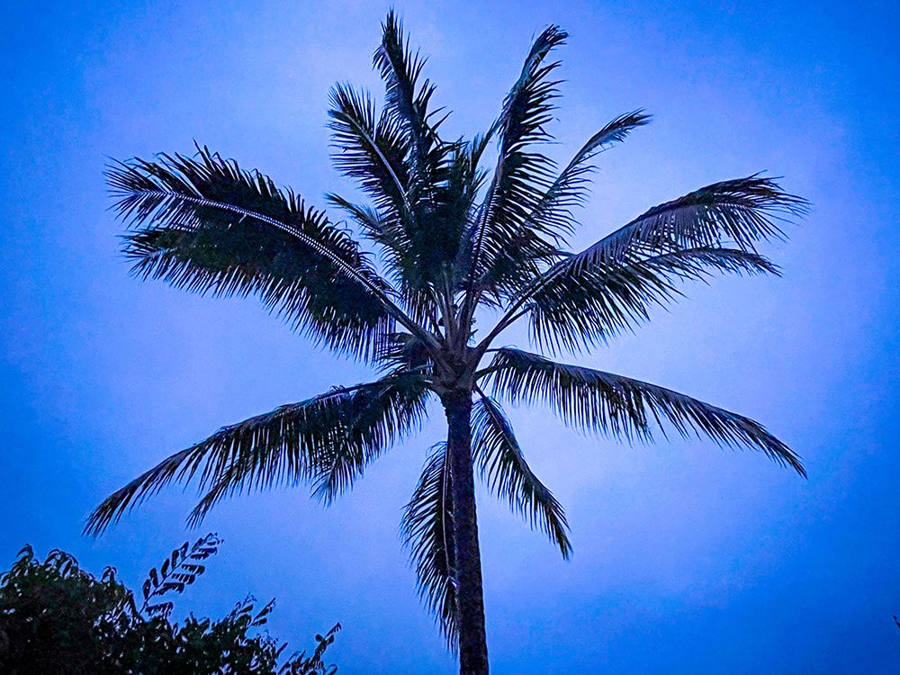 Cool Coconut Palm art print by Melissa Nebula for $57.95 CAD
