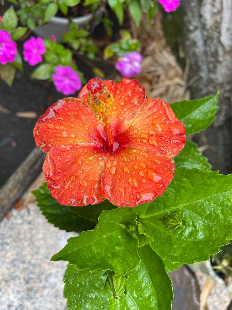 Hibiscus Resting 2 art print by Melissa Nebula for $57.95 CAD