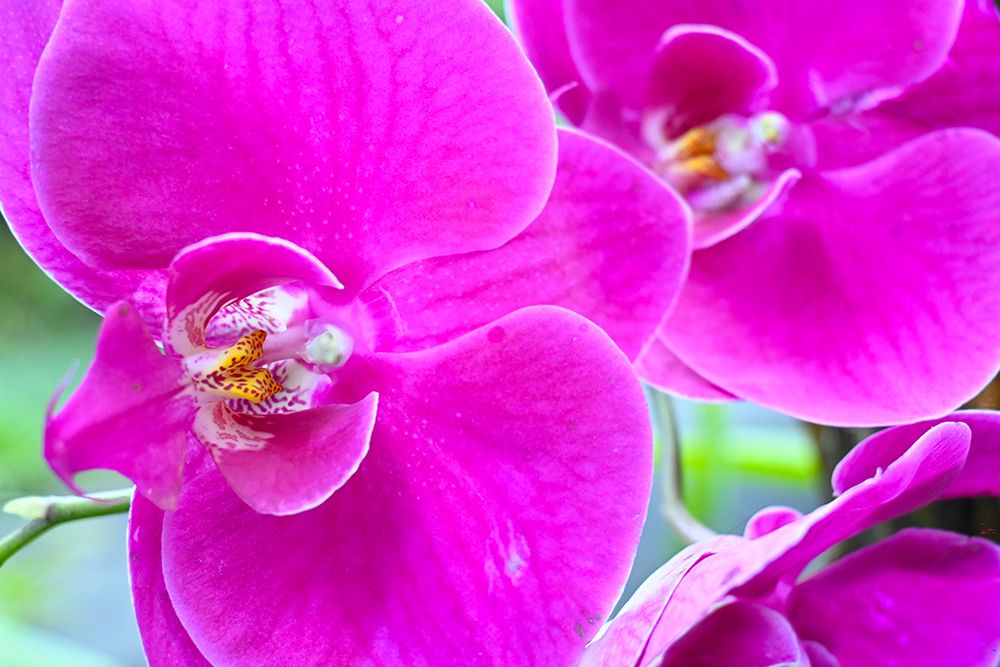 Orchid Friends art print by Melissa Nebula for $57.95 CAD