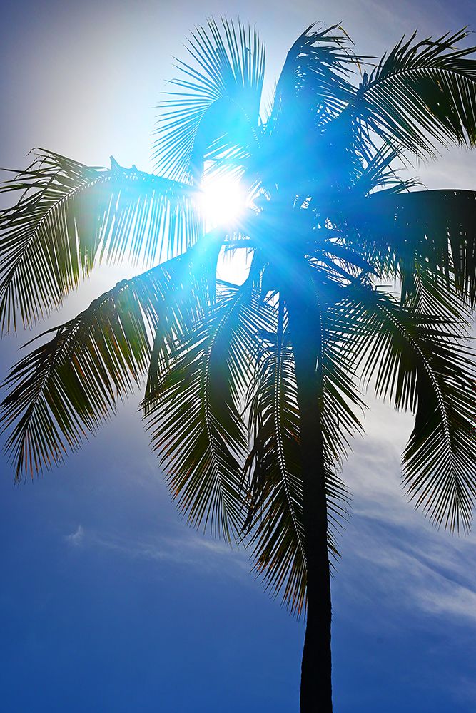 Blue Ray Palm art print by Melissa Nebula for $57.95 CAD