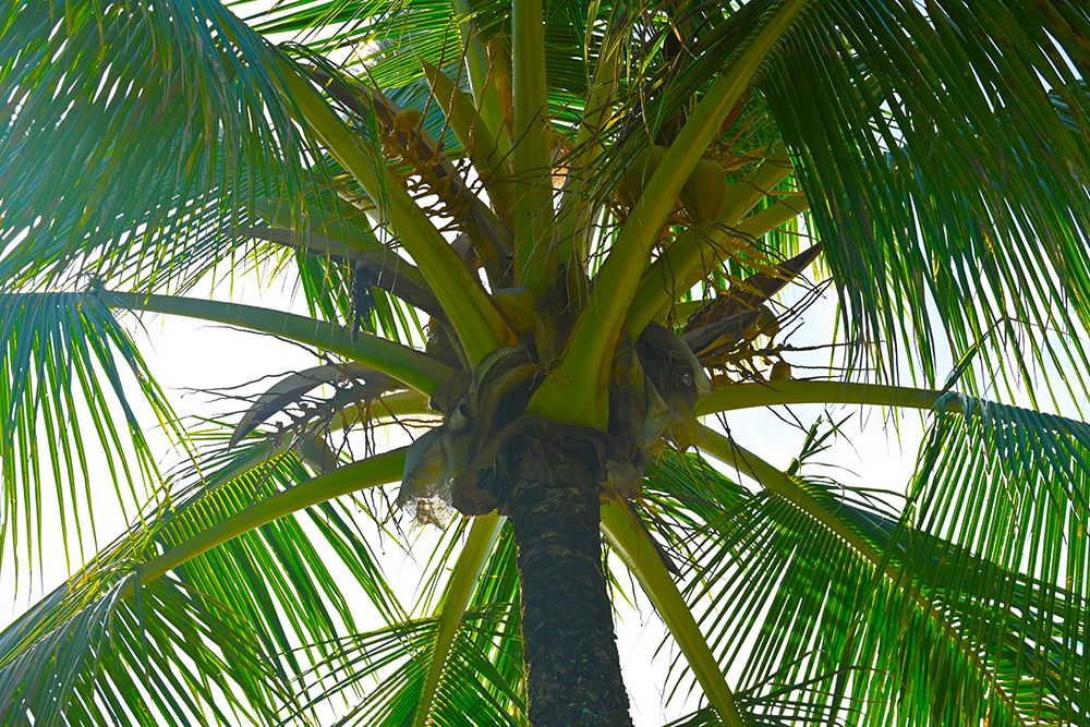 Coconut Palm Landscape art print by Melissa Nebula for $57.95 CAD