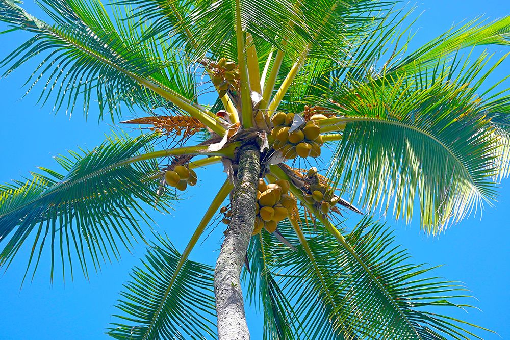 Palm Pinwheel art print by Melissa Nebula for $57.95 CAD