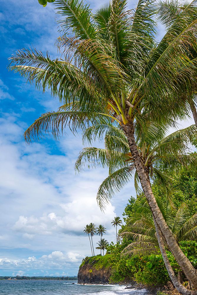 Leaning Palm art print by Melissa Nebula for $57.95 CAD