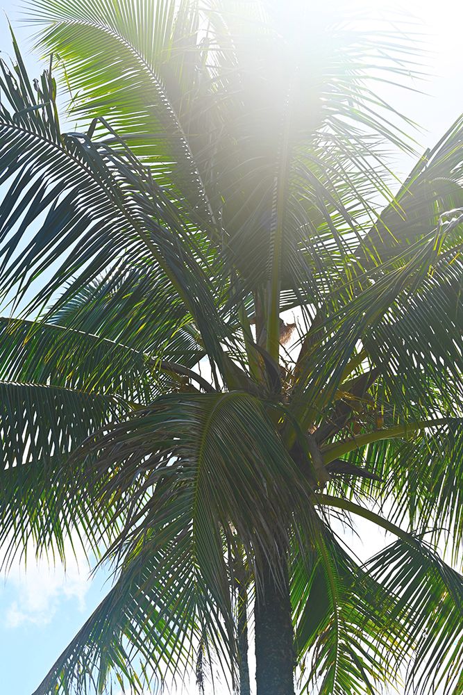 White Palm art print by Melissa Nebula for $57.95 CAD