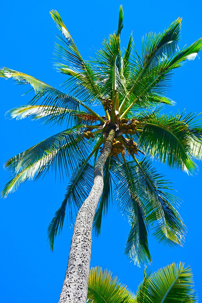 Tropical Wiggle Cool art print by Melissa Nebula for $57.95 CAD