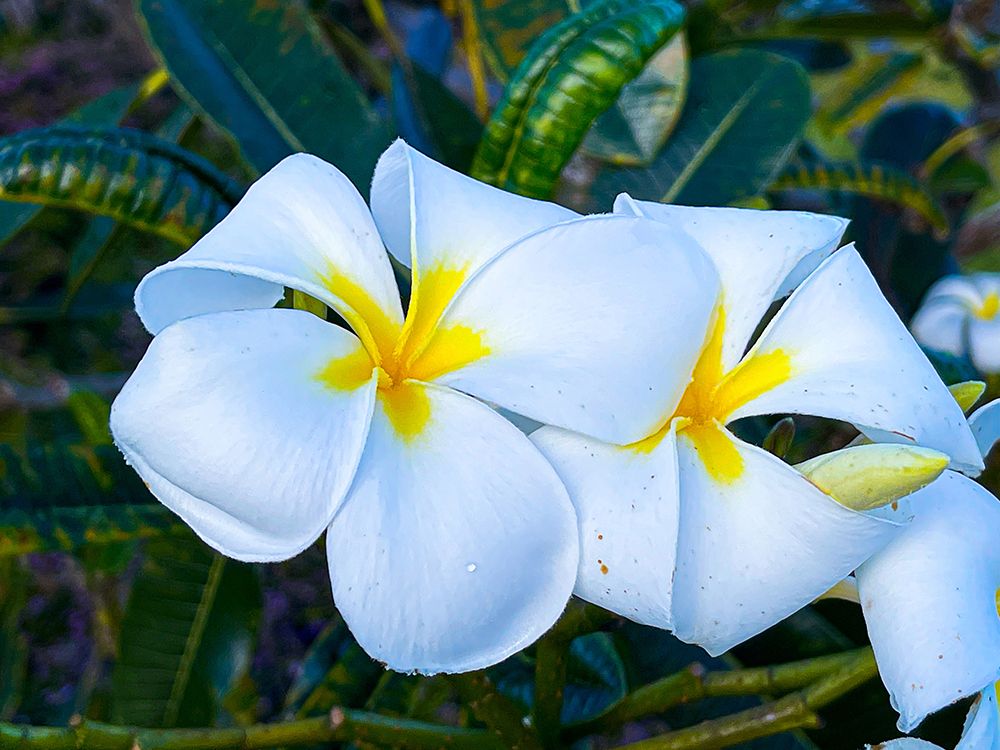 Plumeria Cuddle art print by Melissa Nebula for $57.95 CAD