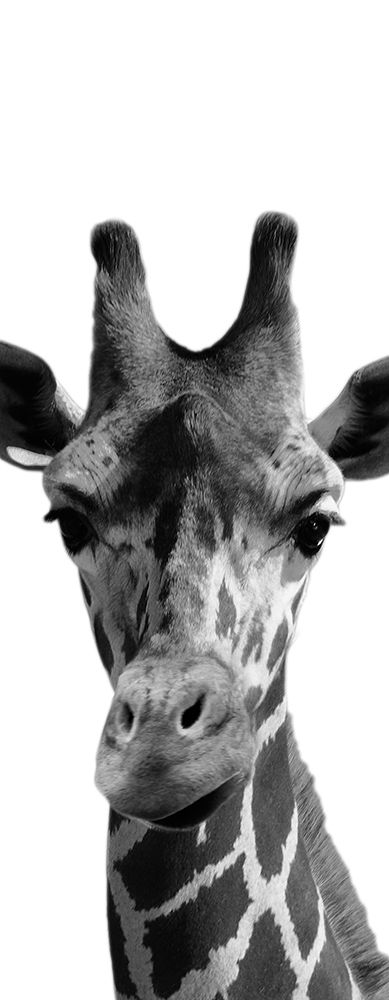Thoughtful Giraffe art print by Marcus Prime for $57.95 CAD