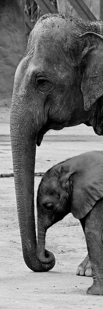 Mothers Love art print by Marcus Prime for $57.95 CAD