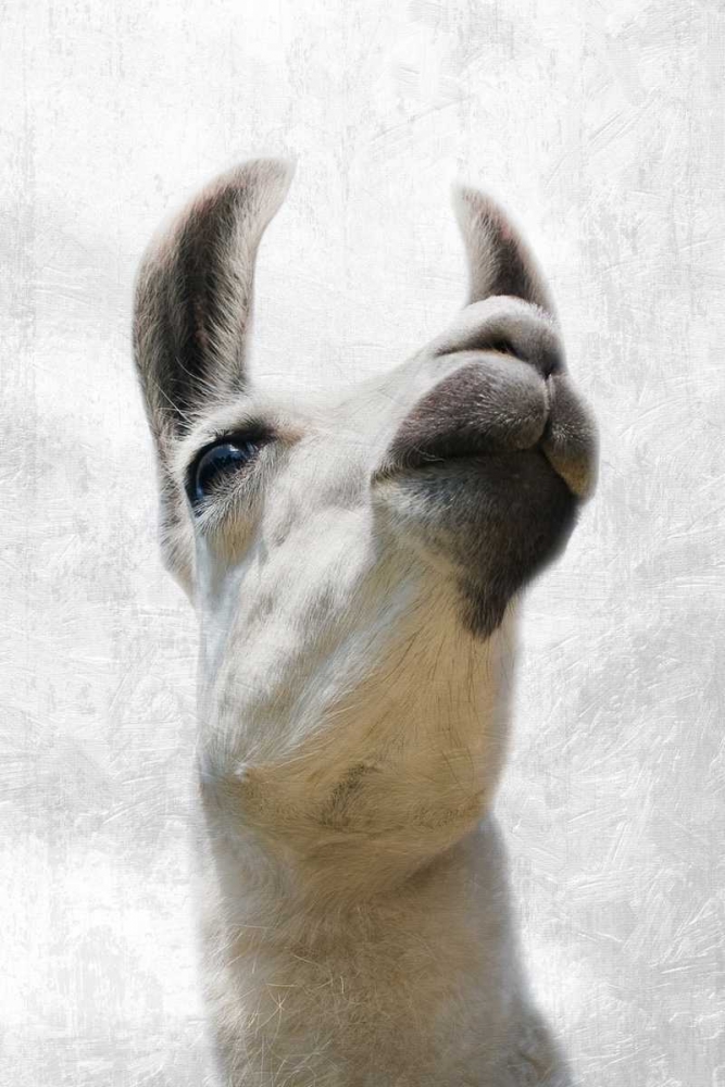 Pondering Lama art print by Marcus Prime for $57.95 CAD