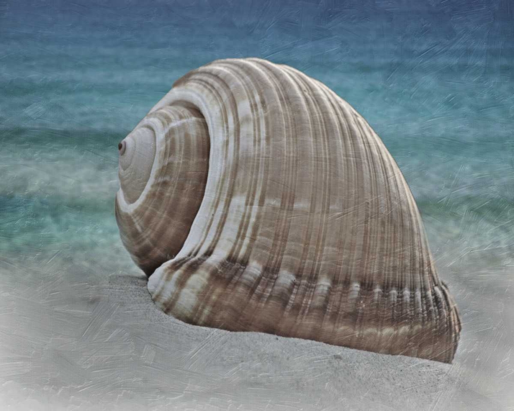Shell Ray Soaking art print by Marcus Prime for $57.95 CAD