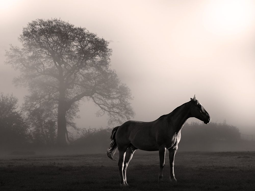 Wandering Horse 3 art print by Marcus Prime for $57.95 CAD