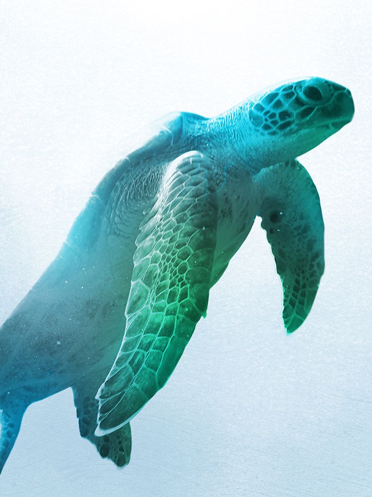 Floating Turtle art print by Marcus Prime for $57.95 CAD