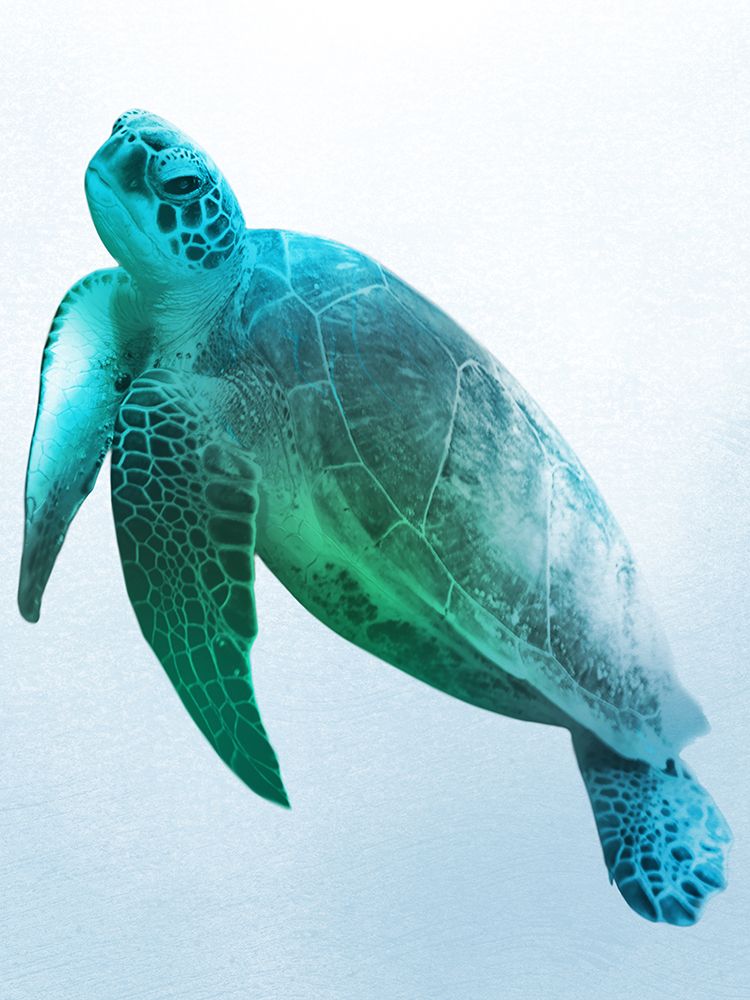 Floating Turtle 2 art print by Marcus Prime for $57.95 CAD