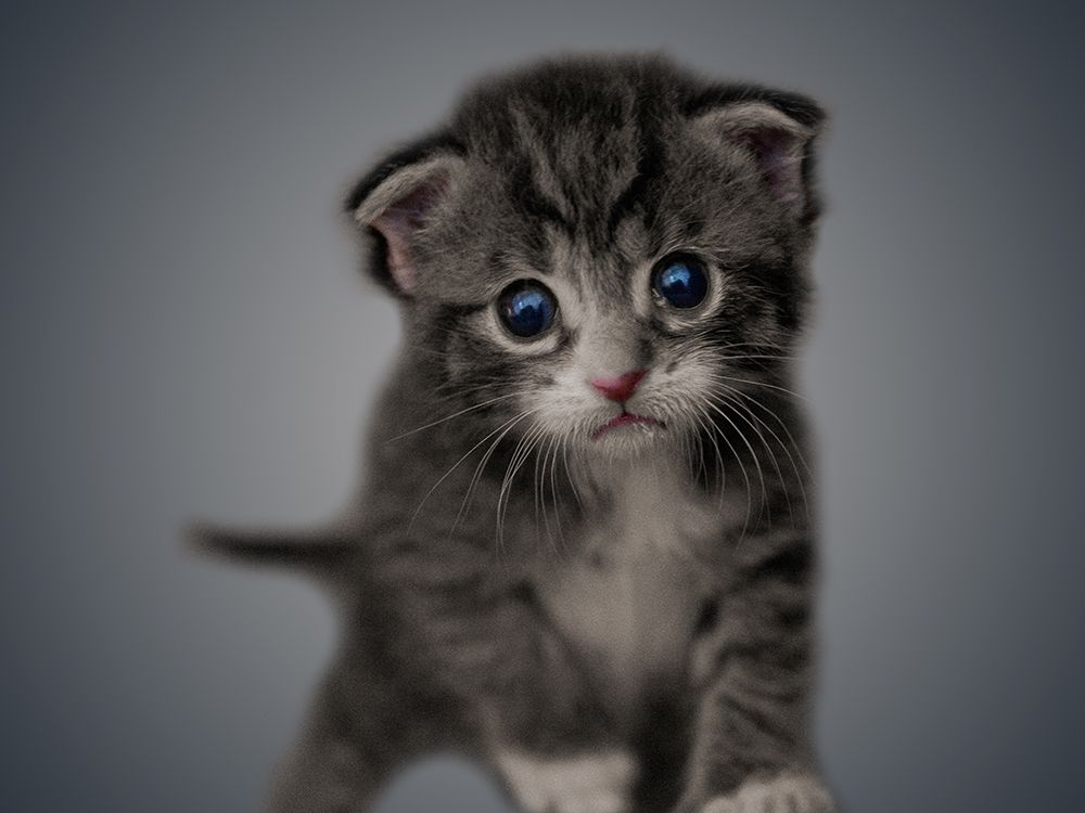 Boundless Cuteness 4 art print by Marcus Prime for $57.95 CAD
