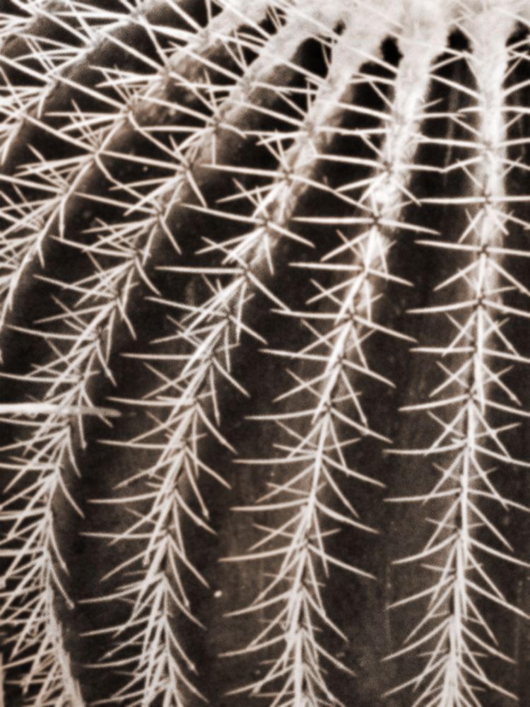Earthy Cactus 2 art print by Marcus Prime for $57.95 CAD