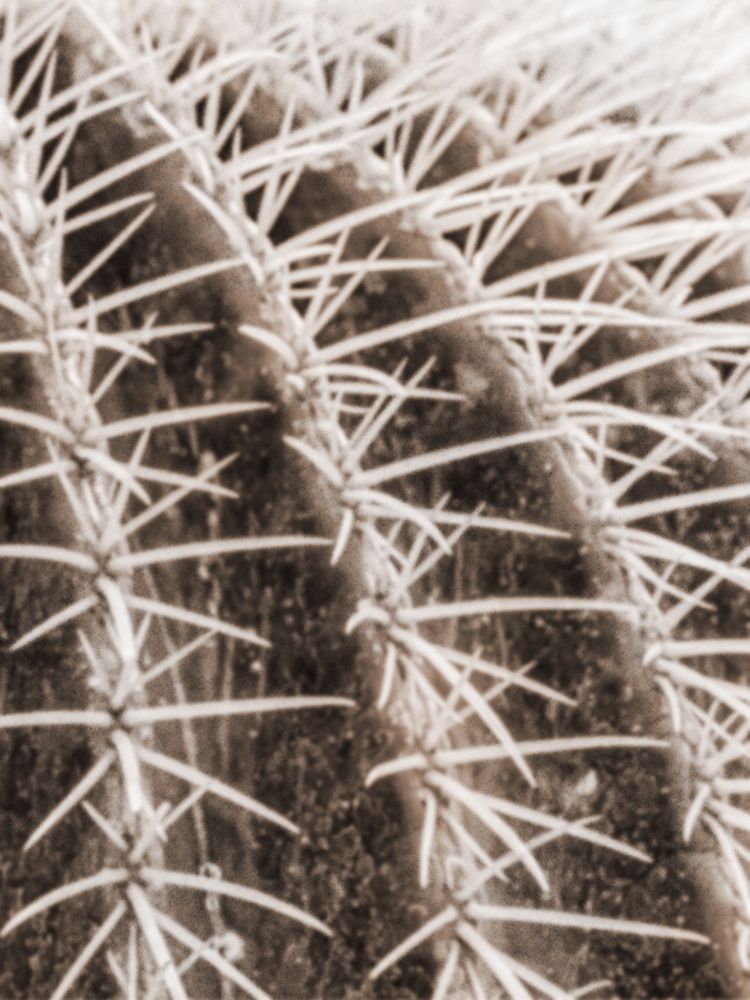 Earthy Cactus 3 art print by Marcus Prime for $57.95 CAD