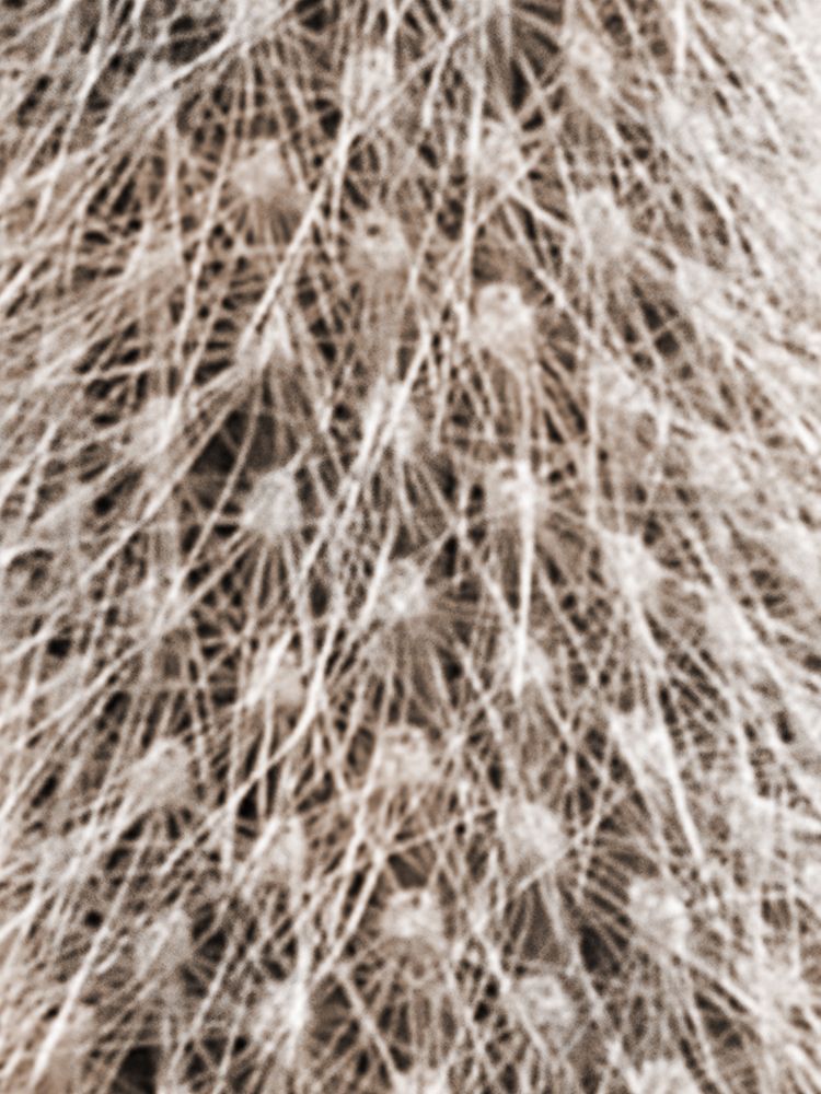 Earthy Cactus 4 art print by Marcus Prime for $57.95 CAD