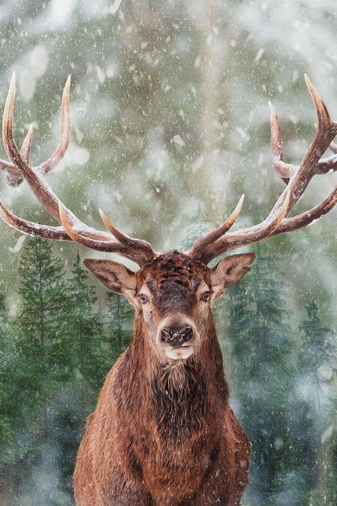 Emerging Elk art print by Marcus Prime for $57.95 CAD