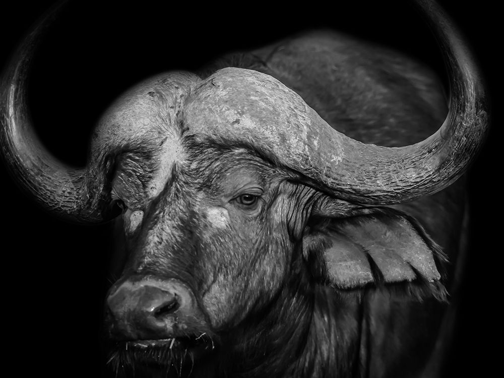 Mesmerized Beast art print by Marcus Prime for $57.95 CAD