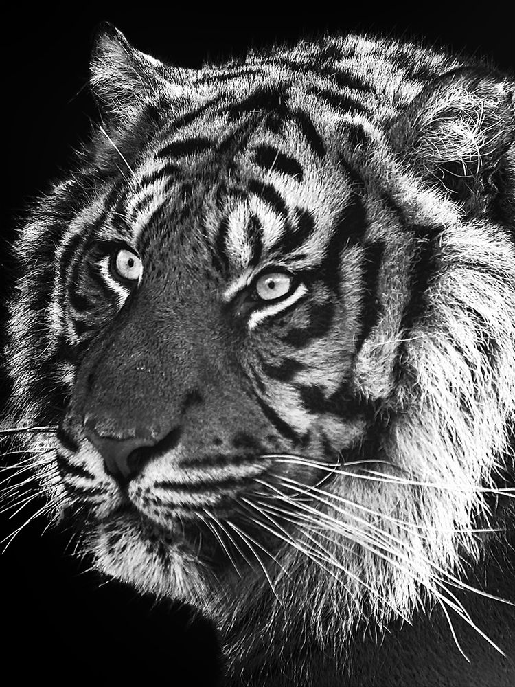 Black & White prints and posters