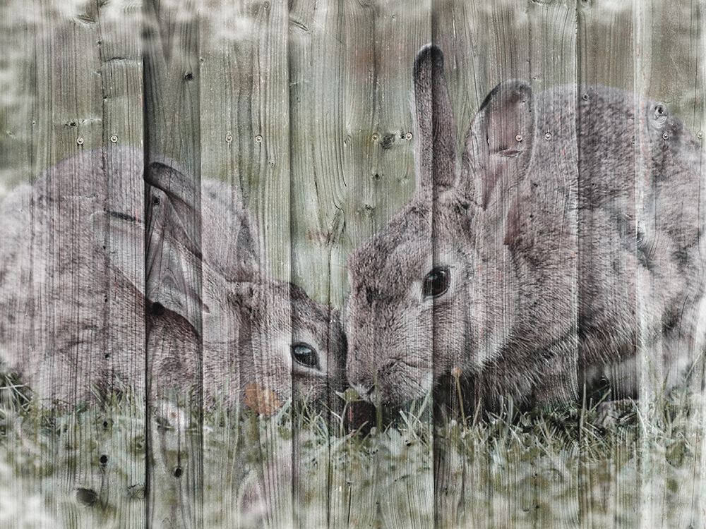 Loving Bunnies art print by Marcus Prime for $57.95 CAD