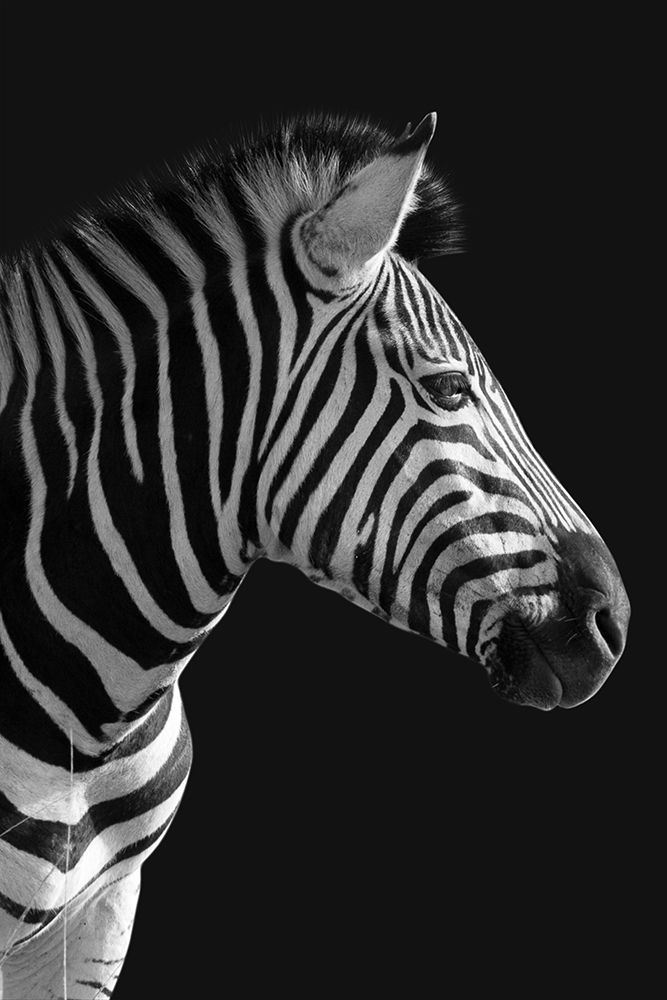 Lonesome Zebra 3 art print by Marcus Prime for $57.95 CAD