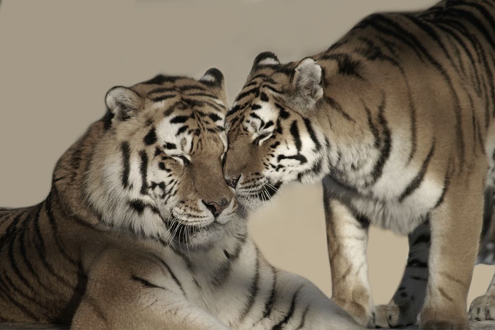 Loving Parent art print by Marcus Prime for $57.95 CAD