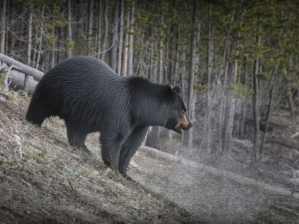 Gazing Black Bear art print by Marcus Prime for $57.95 CAD