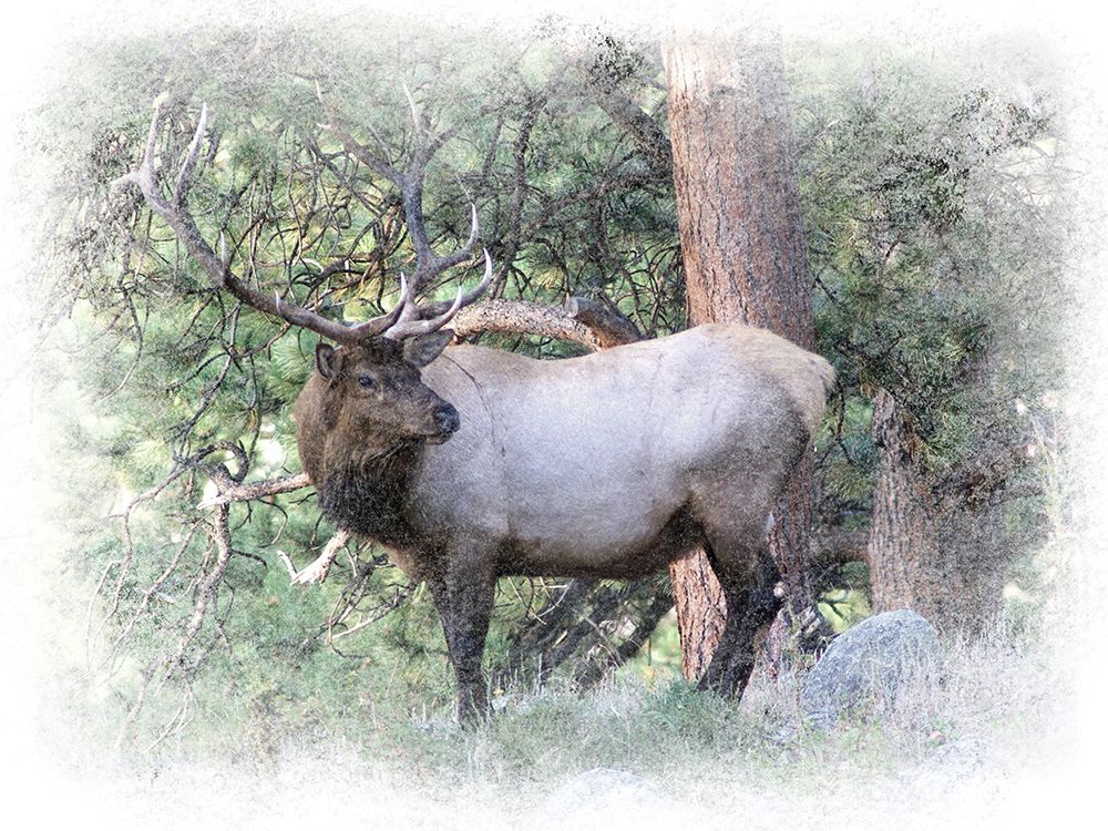 Wilderness Buck art print by Marcus Prime for $57.95 CAD