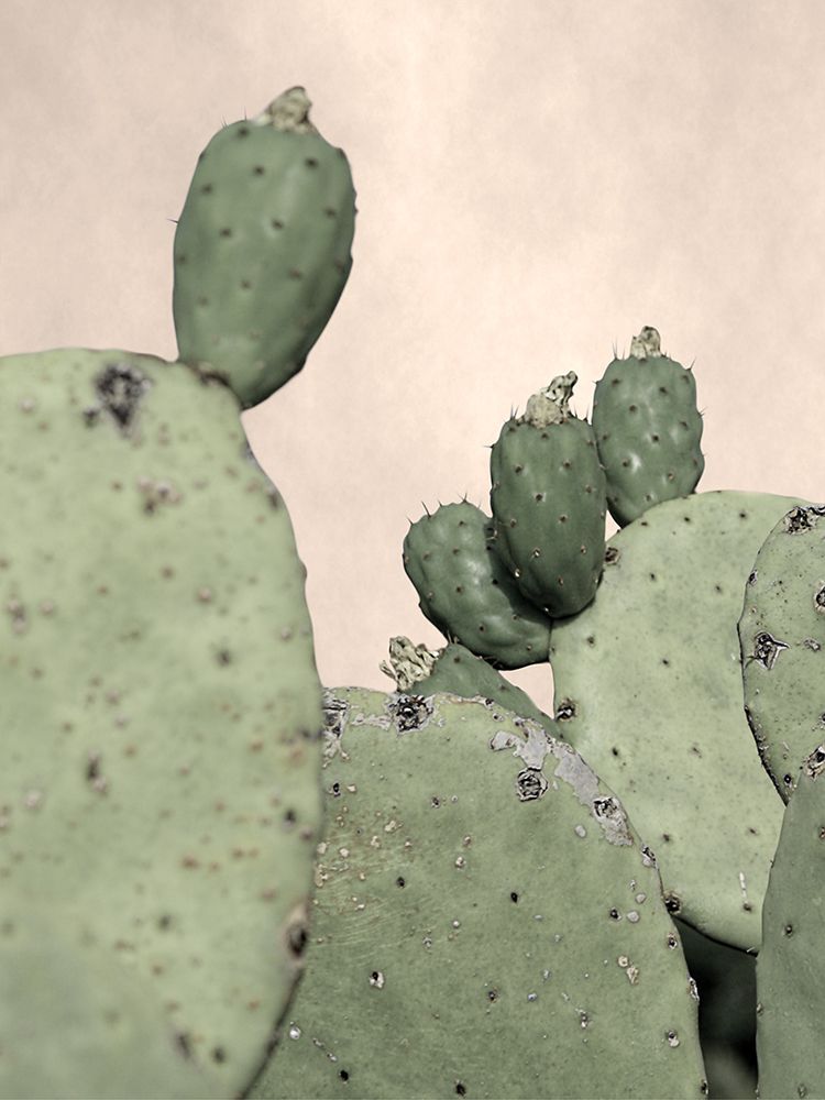 Desert Cacti 1 art print by Marcus Prime for $57.95 CAD