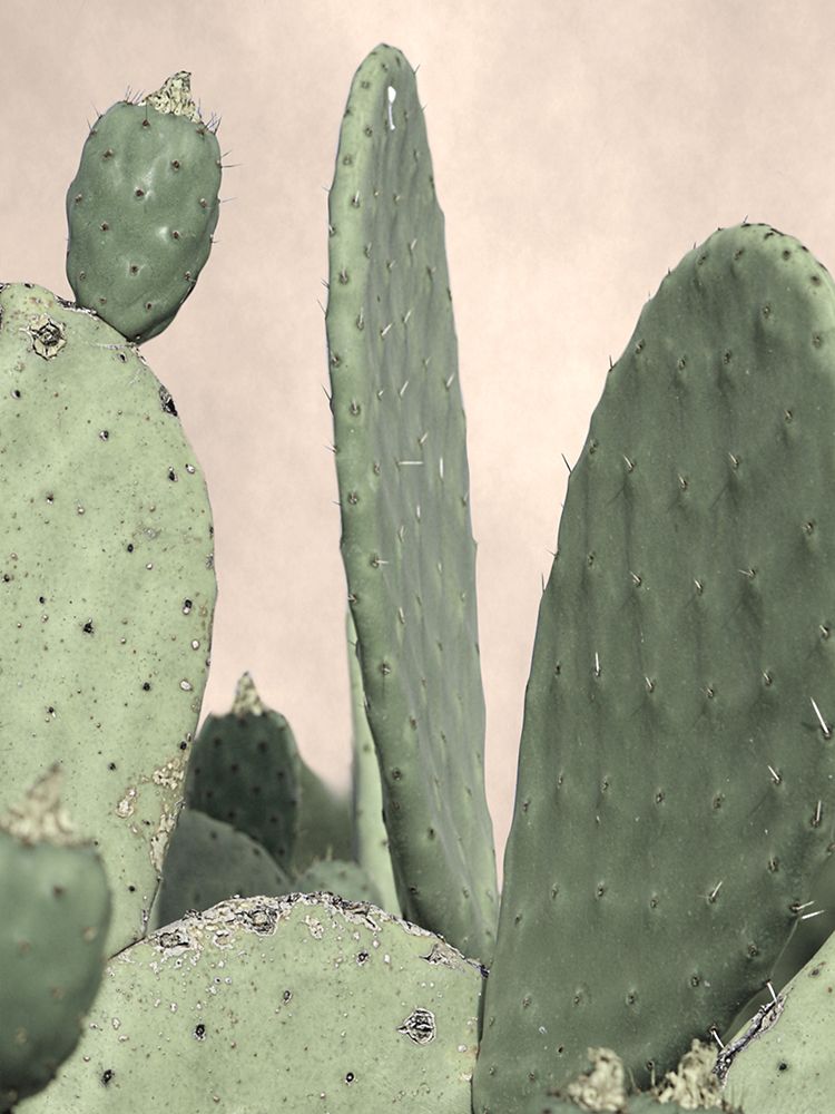 Desert Cacti 2 art print by Marcus Prime for $57.95 CAD