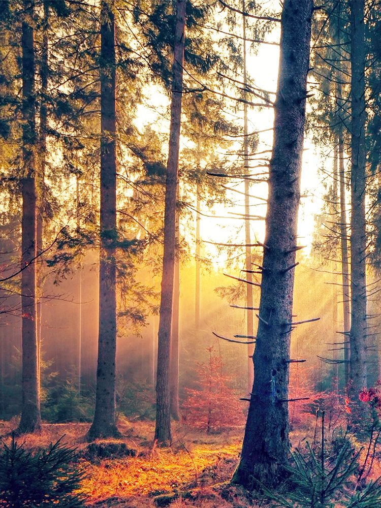 Autumn Forest 1 art print by Marcus Prime for $57.95 CAD