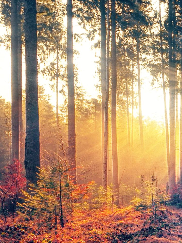 Autumn Forest 2 art print by Marcus Prime for $57.95 CAD