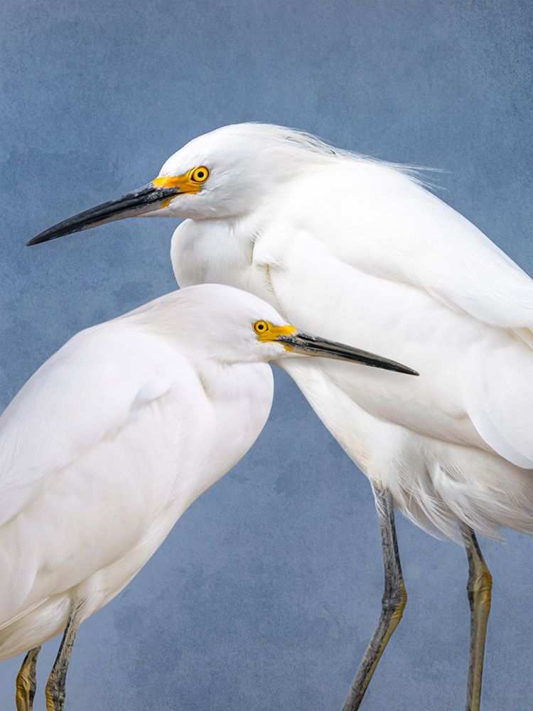 Heron Buddies art print by Marcus Prime for $57.95 CAD