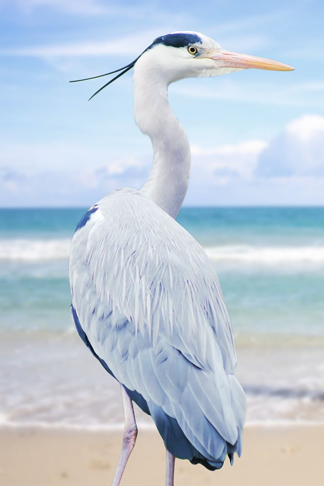 Vacationing Heron art print by Marcus Prime for $57.95 CAD