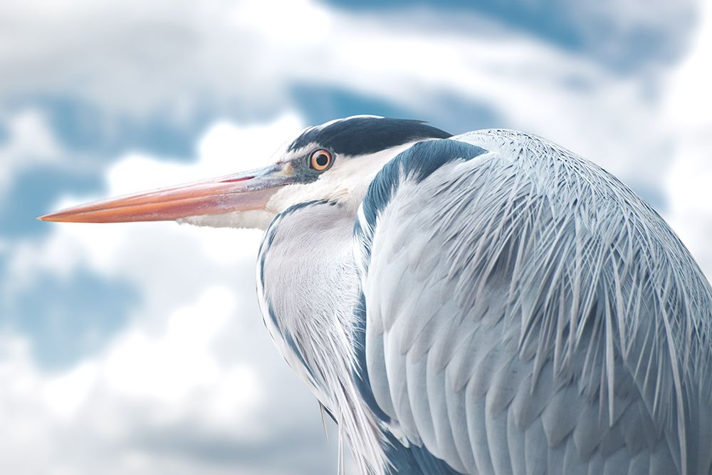 Surprising Stare art print by Marcus Prime for $57.95 CAD