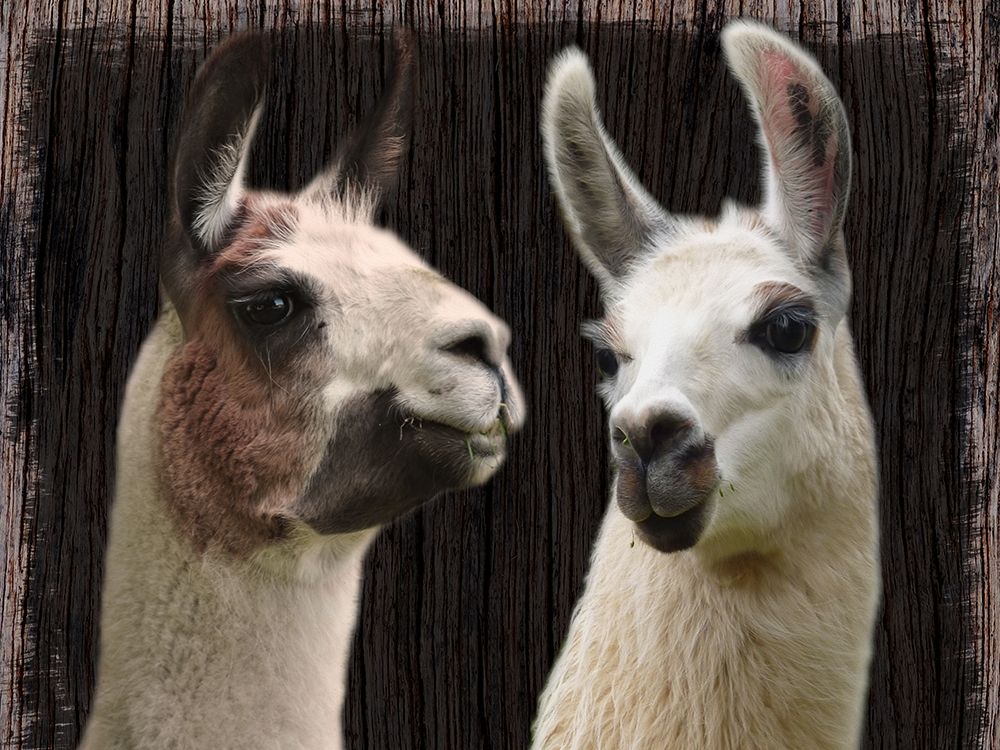 Llama Discussion art print by Marcus Prime for $57.95 CAD