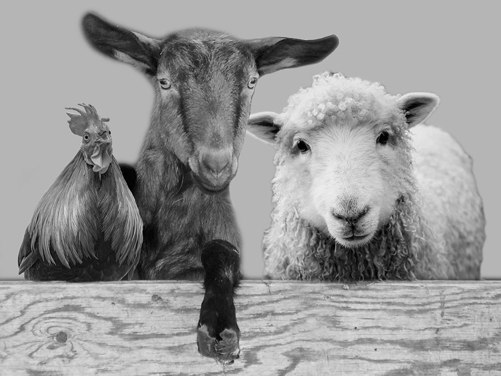 Three Amigos 2 art print by Marcus Prime for $57.95 CAD