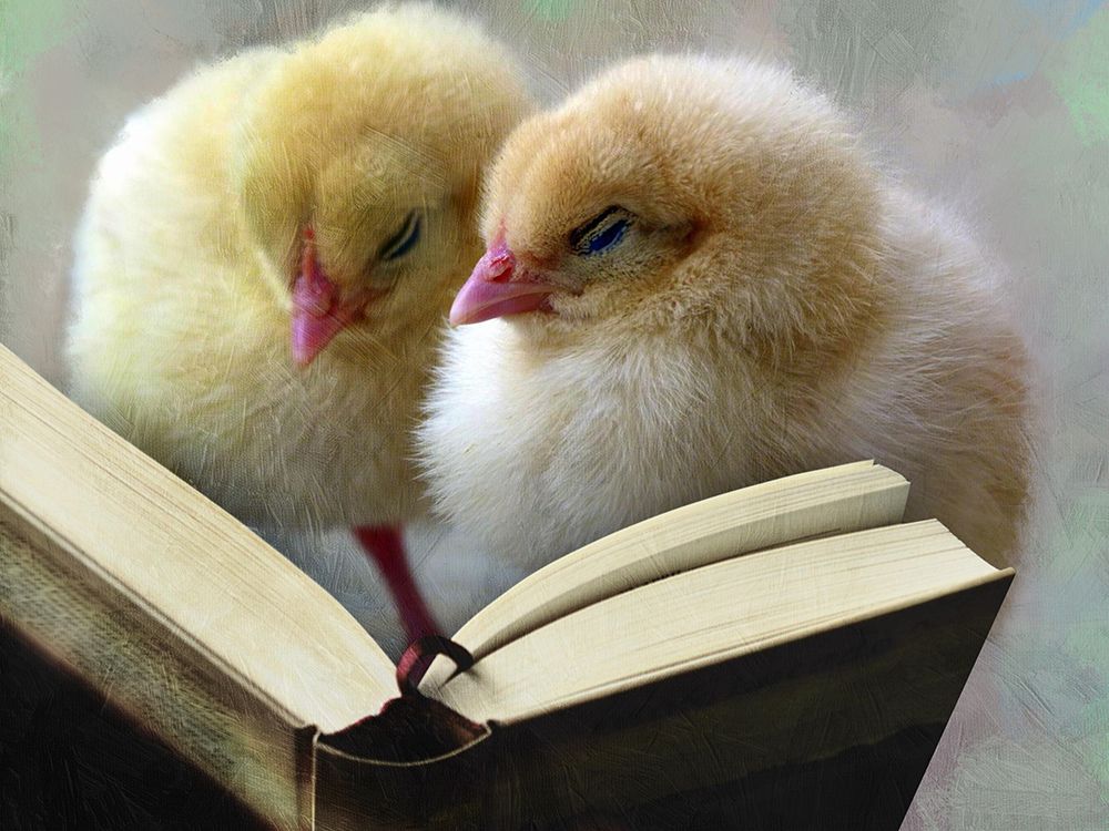 Reading Chicks No Glasses art print by Marcus Prime for $57.95 CAD
