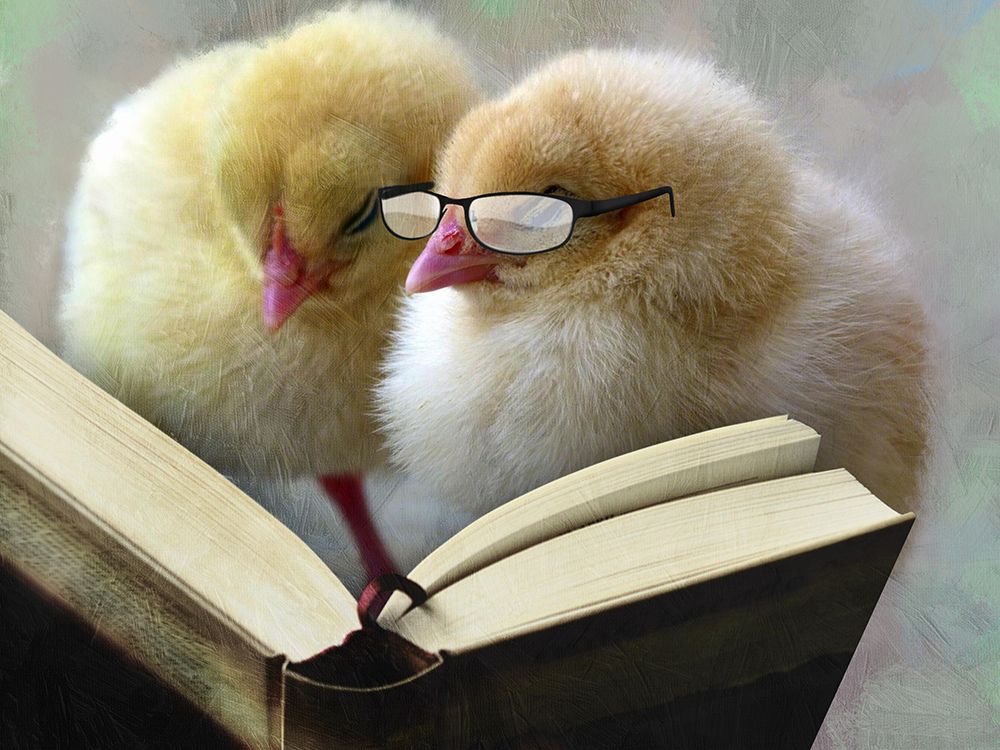 Reading Chicks With Glasses art print by Marcus Prime for $57.95 CAD