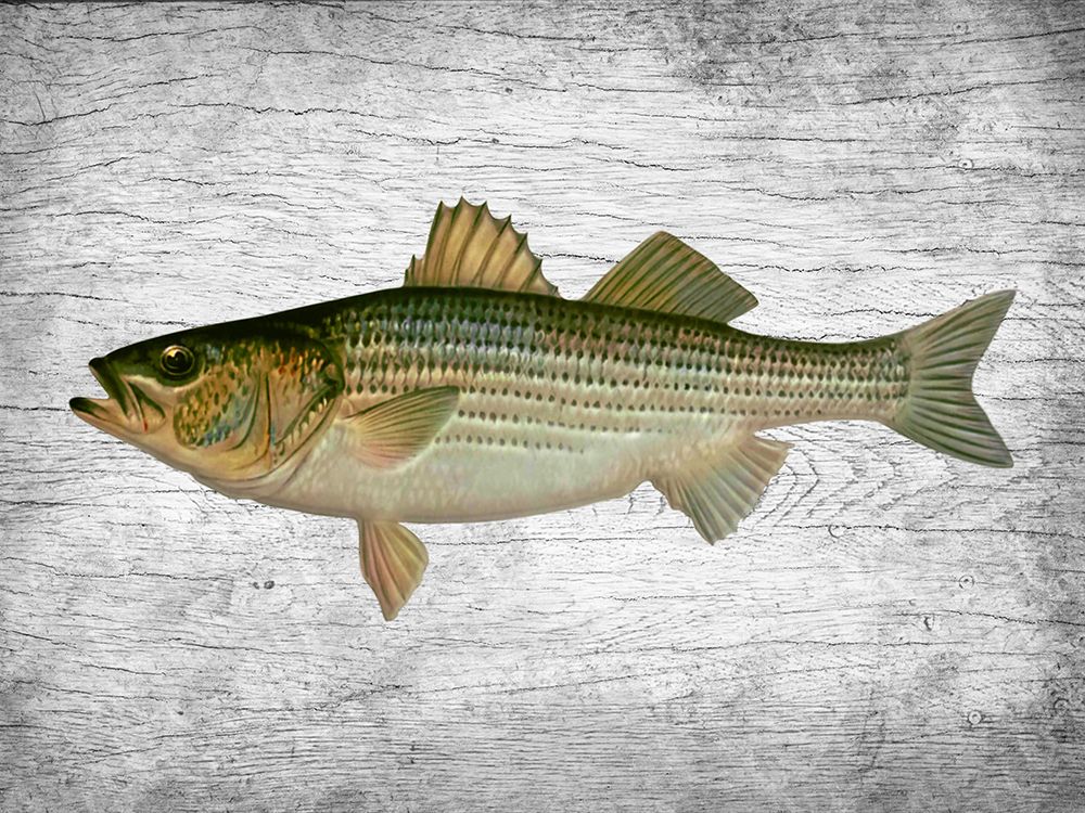 Fishing Friend 1 art print by Marcus Prime for $57.95 CAD