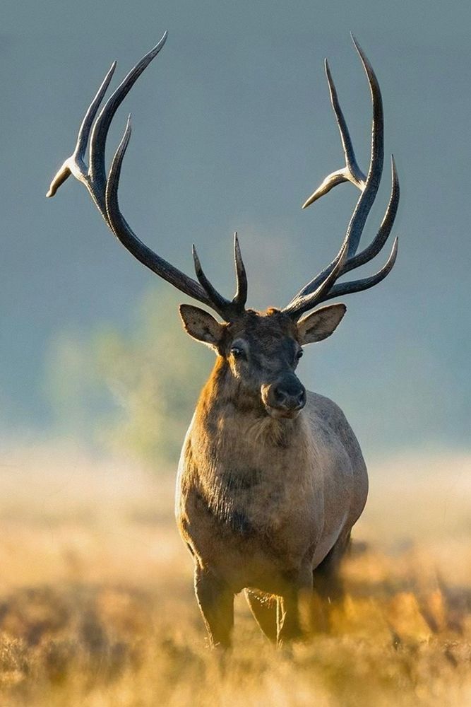 Lonesome Buck art print by Marcus Prime for $57.95 CAD