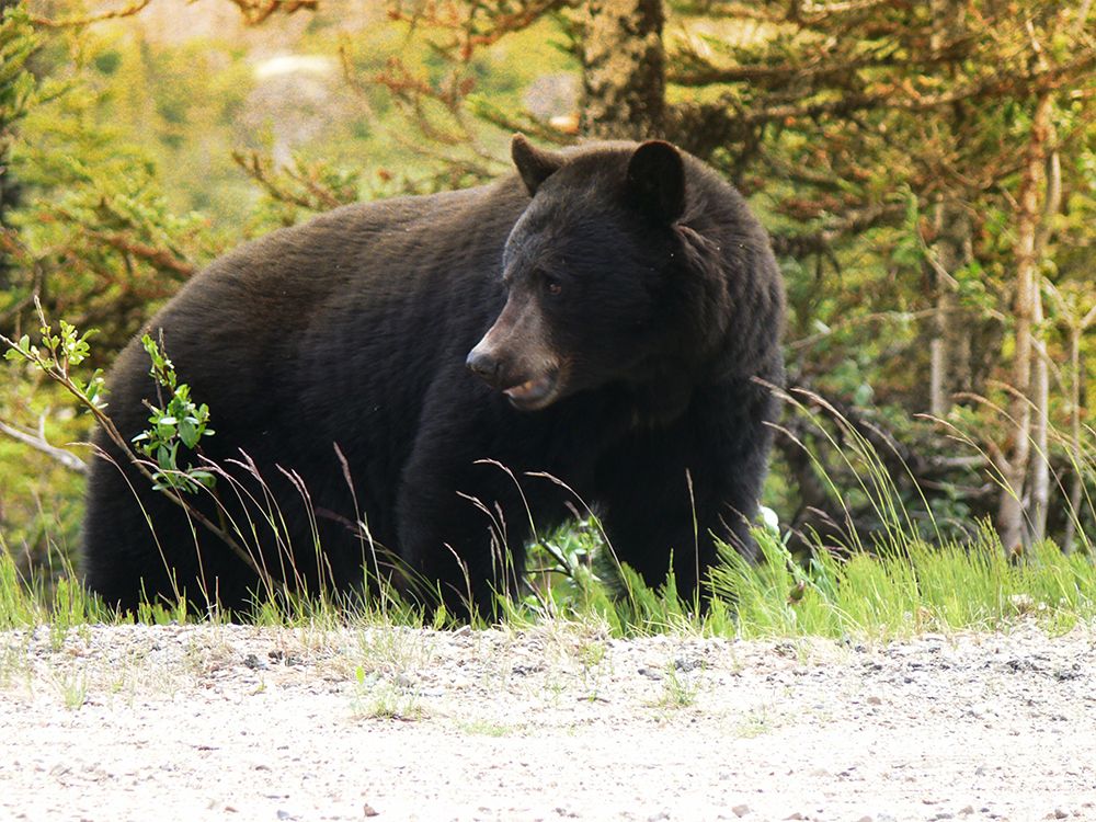 Wandering Black Bear art print by Marcus Prime for $57.95 CAD