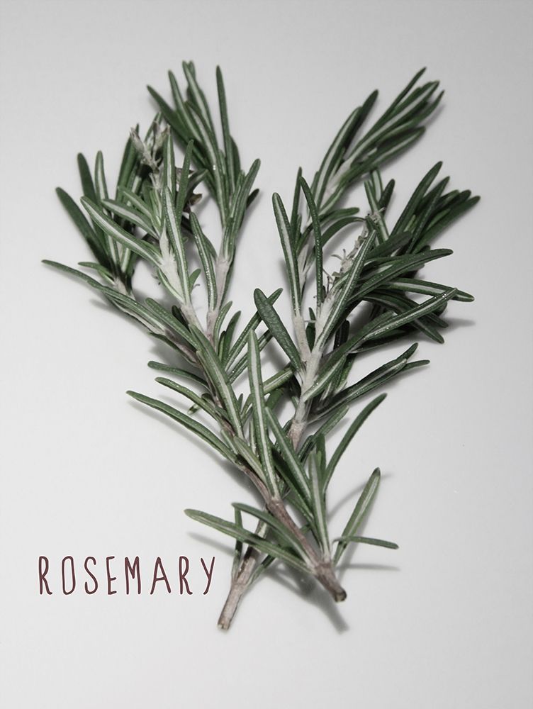 Time-Honored Rosemary 1 art print by Marcus Prime for $57.95 CAD
