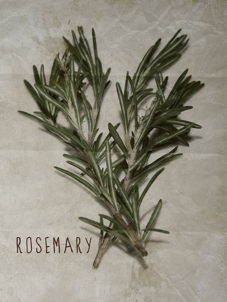 Time-Honored Rosemary 2 art print by Marcus Prime for $57.95 CAD