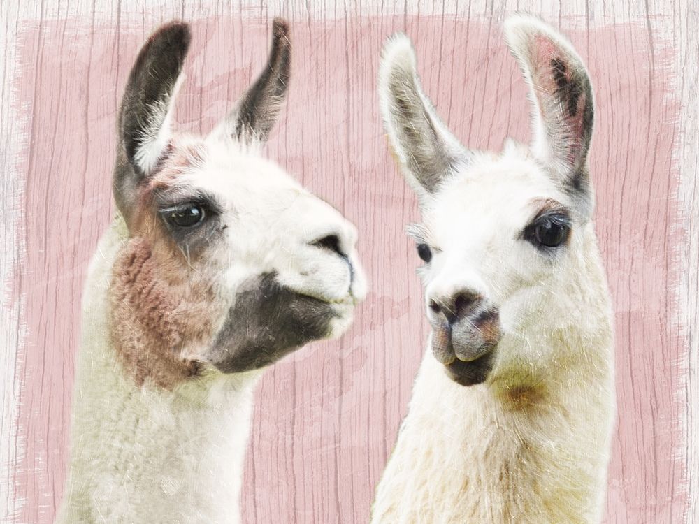 Llama Love art print by Marcus Prime for $57.95 CAD