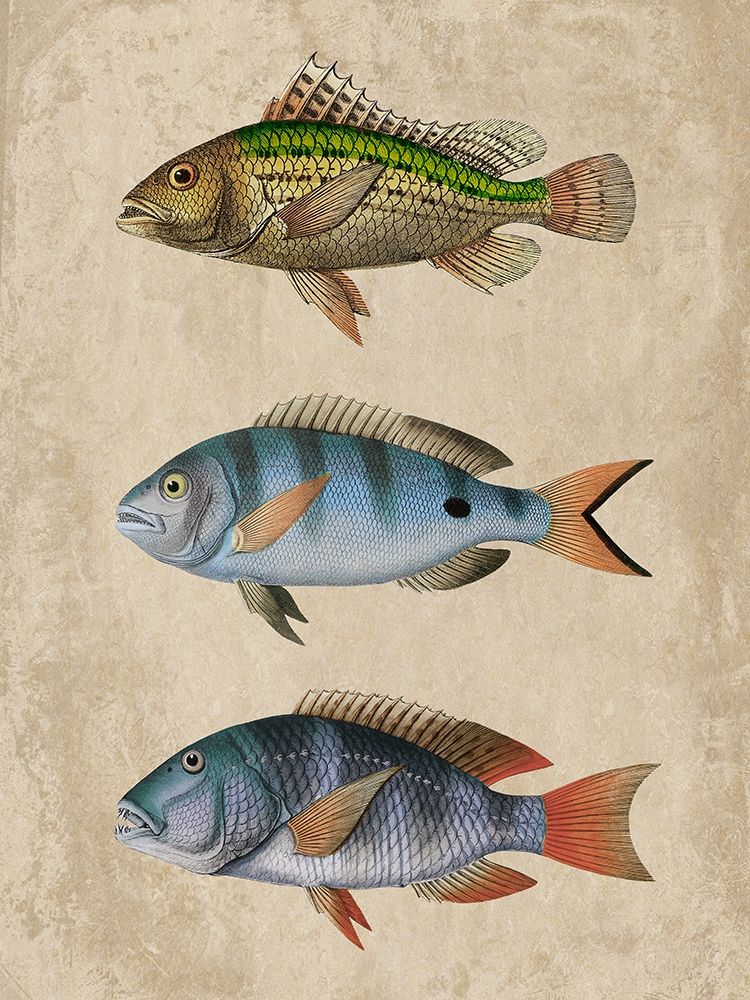 Fish Friends 1 art print by Marcus Prime for $57.95 CAD